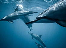 hth-英超-哈兰德助攻索兰克双响 曼城2-2平热刺